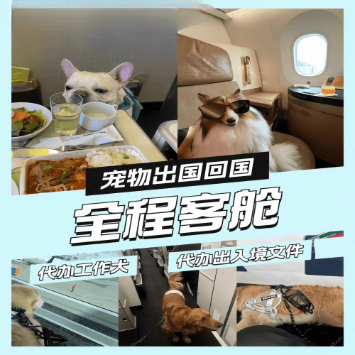 连江县宠物托运到白俄罗斯宠物入境规定和要求